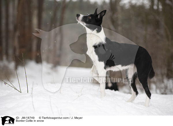 Border Collie im Schnee / Border Collie in snow / JM-18749