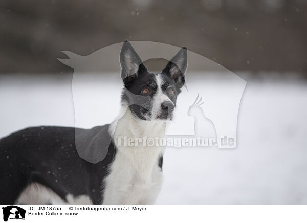 Border Collie im Schnee / Border Collie in snow / JM-18755
