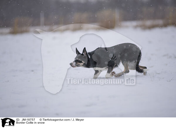 Border Collie im Schnee / Border Collie in snow / JM-18757