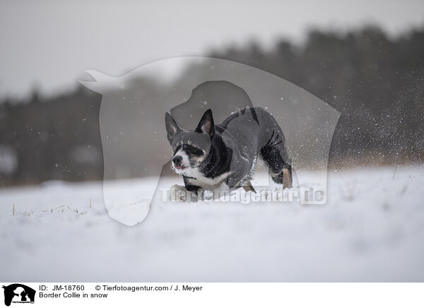 Border Collie im Schnee / Border Collie in snow / JM-18760