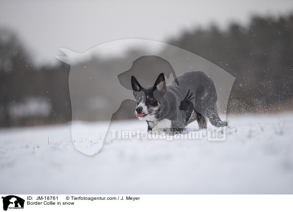 Border Collie in snow / JM-18761