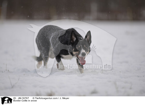 Border Collie im Schnee / Border Collie in snow / JM-18767