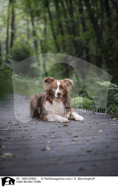 Border Collie Rde / male Border Collie / SIB-02962