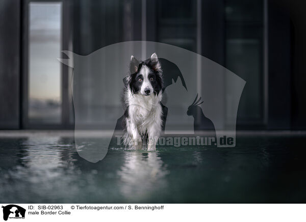 Border Collie Rde / male Border Collie / SIB-02963