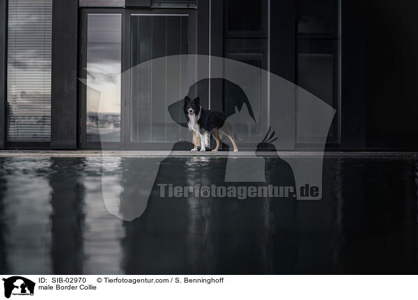 male Border Collie / SIB-02970
