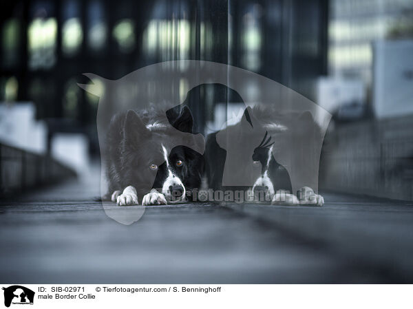 male Border Collie / SIB-02971