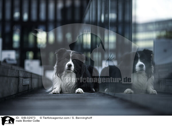 male Border Collie / SIB-02973