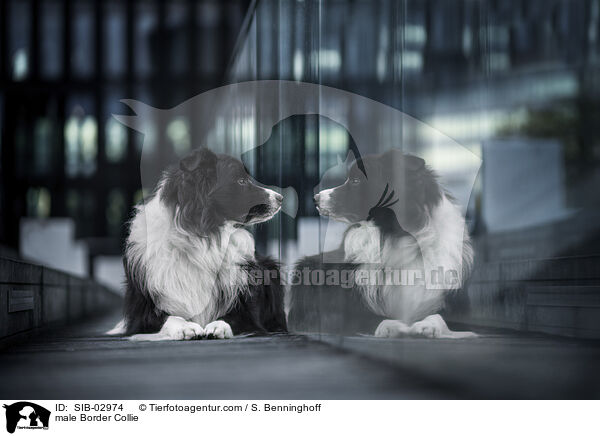 male Border Collie / SIB-02974