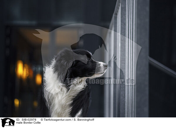 male Border Collie / SIB-02978