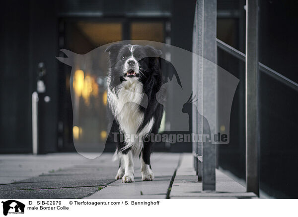 male Border Collie / SIB-02979