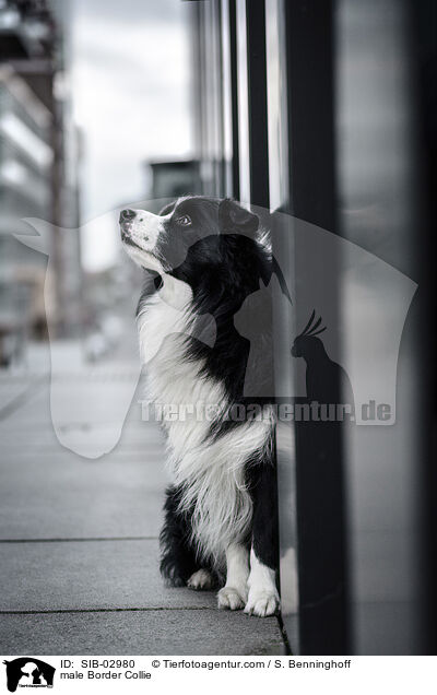 male Border Collie / SIB-02980