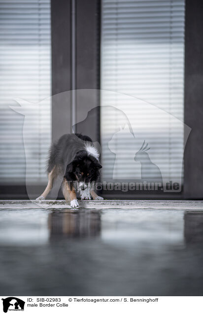 Border Collie Rde / male Border Collie / SIB-02983