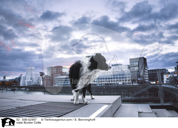 Border Collie Rde / male Border Collie / SIB-02987