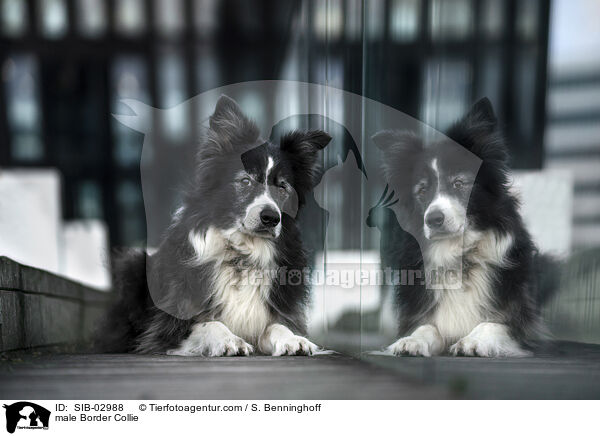 male Border Collie / SIB-02988