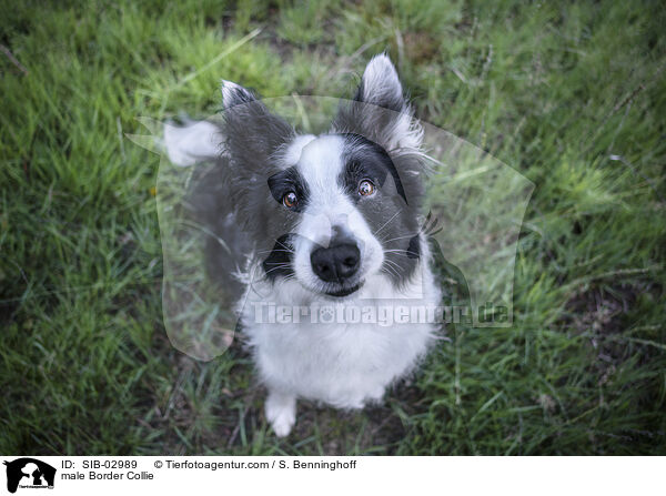 male Border Collie / SIB-02989
