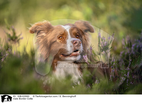 male Border Collie / SIB-02990