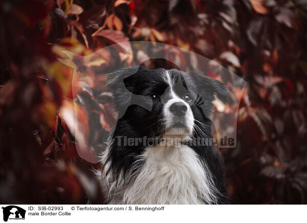male Border Collie / SIB-02993