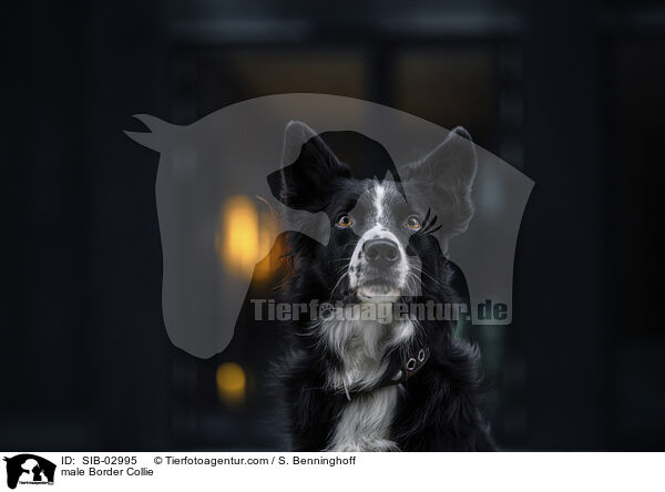Border Collie Rde / male Border Collie / SIB-02995