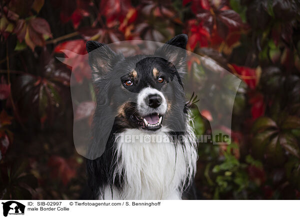 male Border Collie / SIB-02997