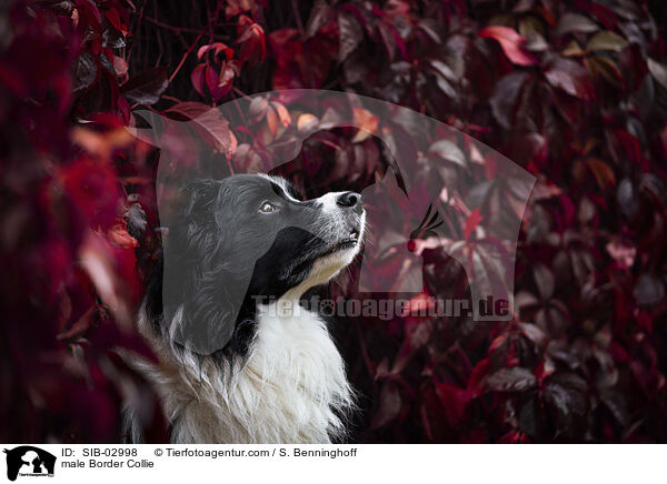 male Border Collie / SIB-02998