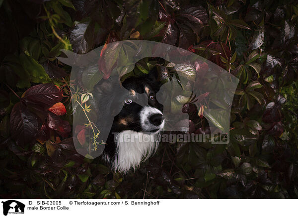 Border Collie Rde / male Border Collie / SIB-03005
