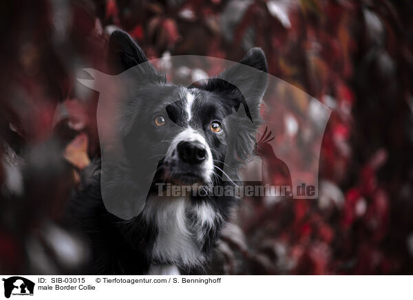 Border Collie Rde / male Border Collie / SIB-03015