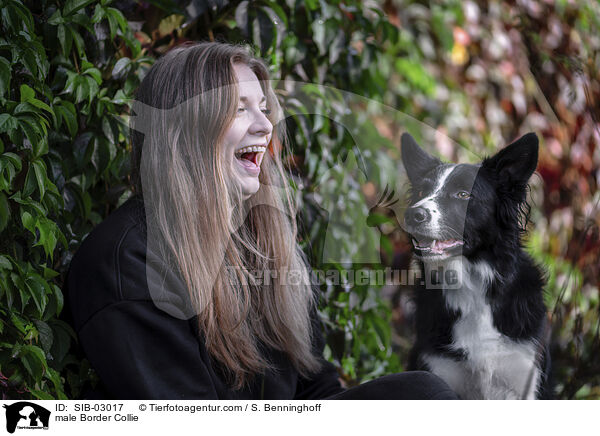 Border Collie Rde / male Border Collie / SIB-03017