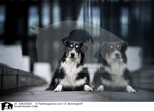 Border Collie Hndin / female Border Collie / SIB-03020