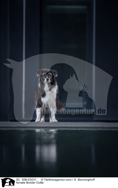 female Border Collie / SIB-03031