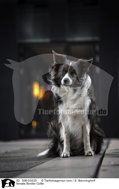 female Border Collie / SIB-03035
