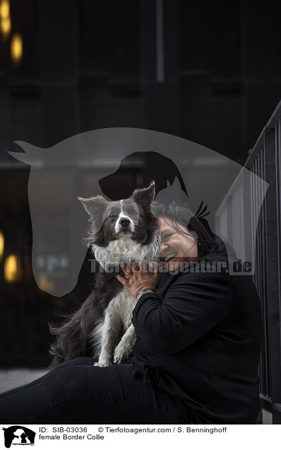 female Border Collie / SIB-03036