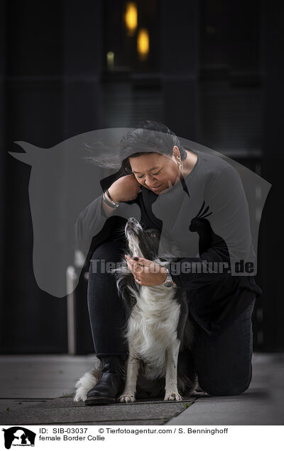 Border Collie Hndin / female Border Collie / SIB-03037