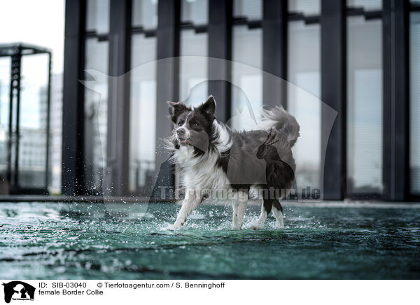 Border Collie Hndin / female Border Collie / SIB-03040