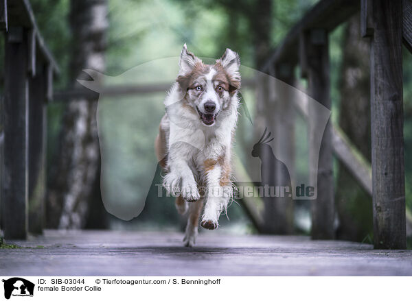 Border Collie Hndin / female Border Collie / SIB-03044