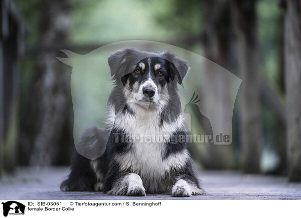 female Border Collie / SIB-03051