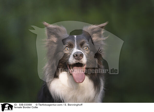 Border Collie Hndin / female Border Collie / SIB-03068
