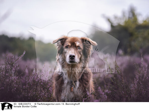 Border Collie Hndin / female Border Collie / SIB-03073