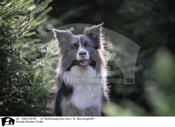 Border Collie Hndin / female Border Collie / SIB-03076