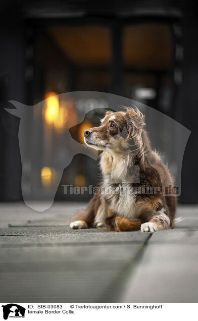 female Border Collie / SIB-03083