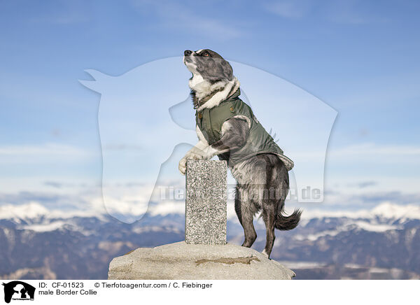 Border Collie Rde / male Border Collie / CF-01523