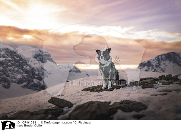 Border Collie Rde / male Border Collie / CF-01533