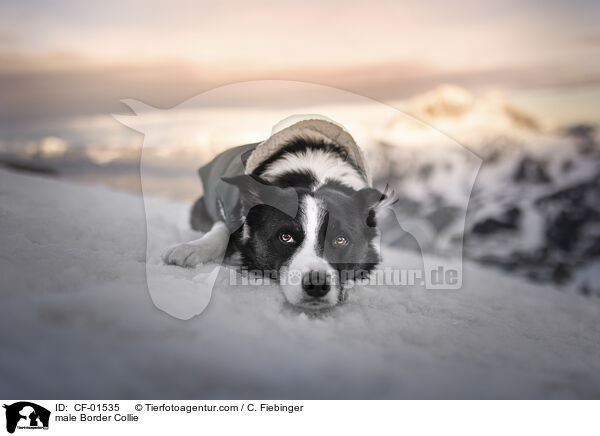 Border Collie Rde / male Border Collie / CF-01535