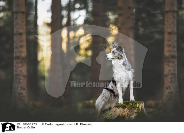 Border Collie / BE-01273