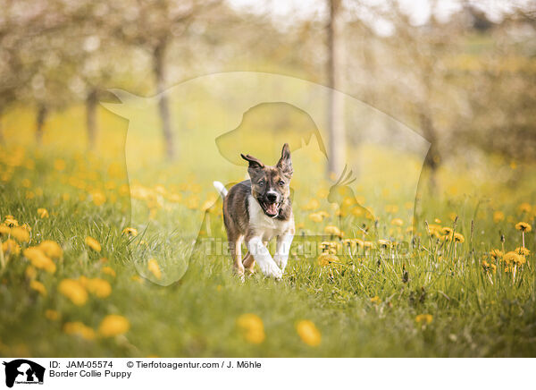 Border Collie Welpe / Border Collie Puppy / JAM-05574