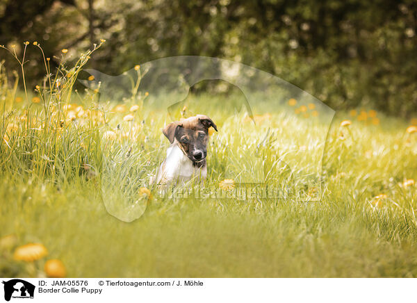 Border Collie Welpe / Border Collie Puppy / JAM-05576