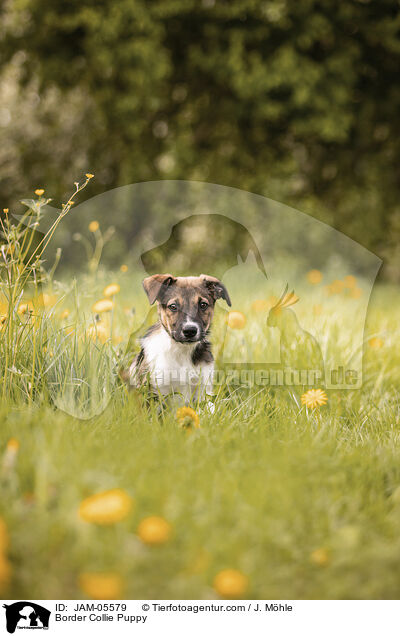 Border Collie Welpe / Border Collie Puppy / JAM-05579