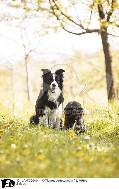 2 dogs / JAM-05640