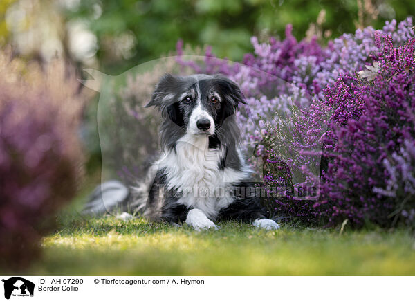 Border Collie / Border Collie / AH-07290