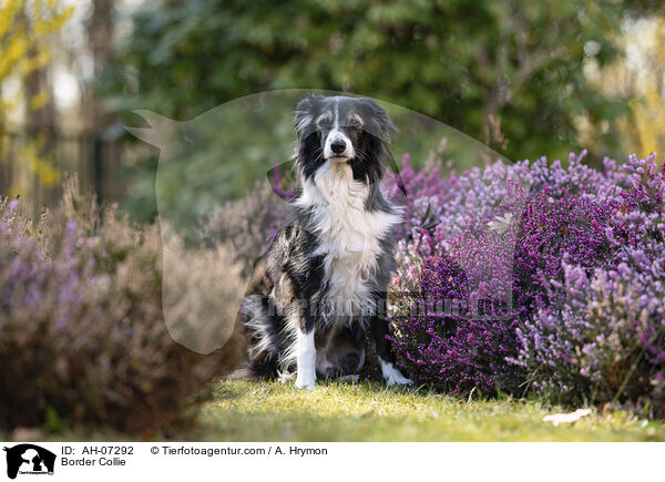 Border Collie / Border Collie / AH-07292