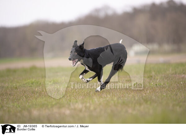 Border Collie / Border Collie / JM-19365